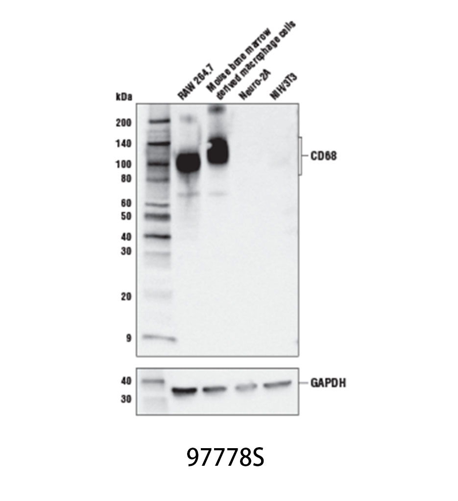 CD68 (E3O7V) Rabbit mAb