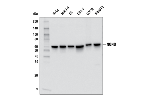 NONO Antibody