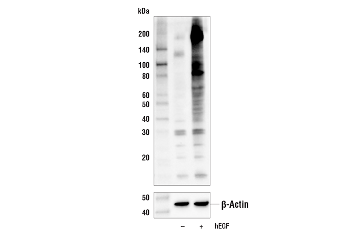 Phospho-Tyrosine (4G10) Mouse mAb