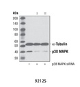 p38 MAPK Antibody