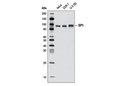SP1 (D4C3) Rabbit mAb