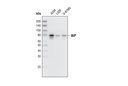 ER Stress-induced Autophagy Antibody Sampler Kit