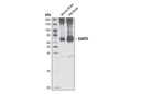 EAAT2 Antibody