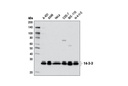 14-3-3 (pan) Antibody