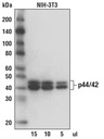 Anti-rabbit IgG AP-linked Antibody