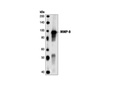 MMP-9 Antibody