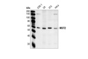 MST2 Antibody