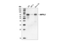 AMPK Subunit Antibody Sampler Kit