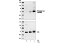 Phospho-Lck (Tyr505) Antibody