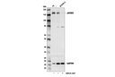 Polycomb Group 2 (PRC2) Antibody Sampler Kit