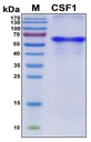 Recombinant Human CSF-1