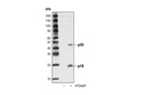 Cleaved Caspase-8 (Asp387) Antibody (Mouse Specific)
