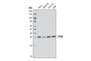 TFIIB (2F6A3H4) Mouse mAb