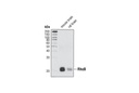 RhoB Antibody