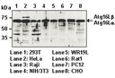 Anti-Atg16L pAb