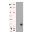 5A2, Anti-eGFP mouse monoclonal Antibody