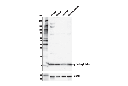 β2-microglobulin Antibody